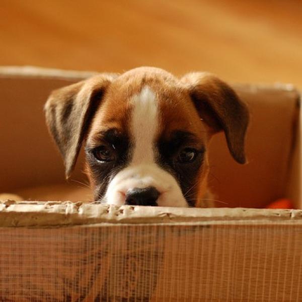Nombres para perros boxer cafe 2