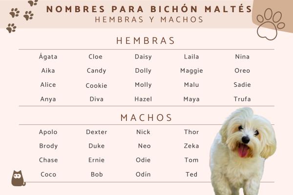 Nombres para perros bichon maltes macho 2