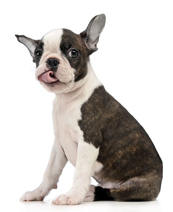 Nombres para perros bonitos y originales 3