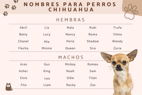 Nombres para perros chihuahua nino 1