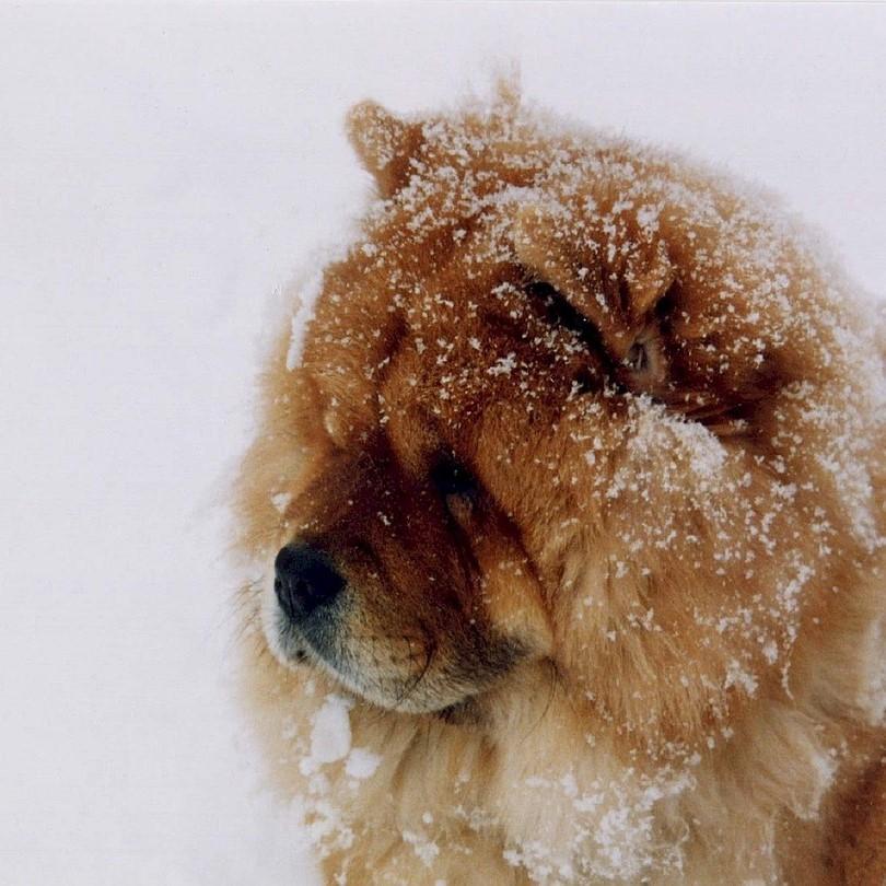 Nombres para perros caniches machos significado 4