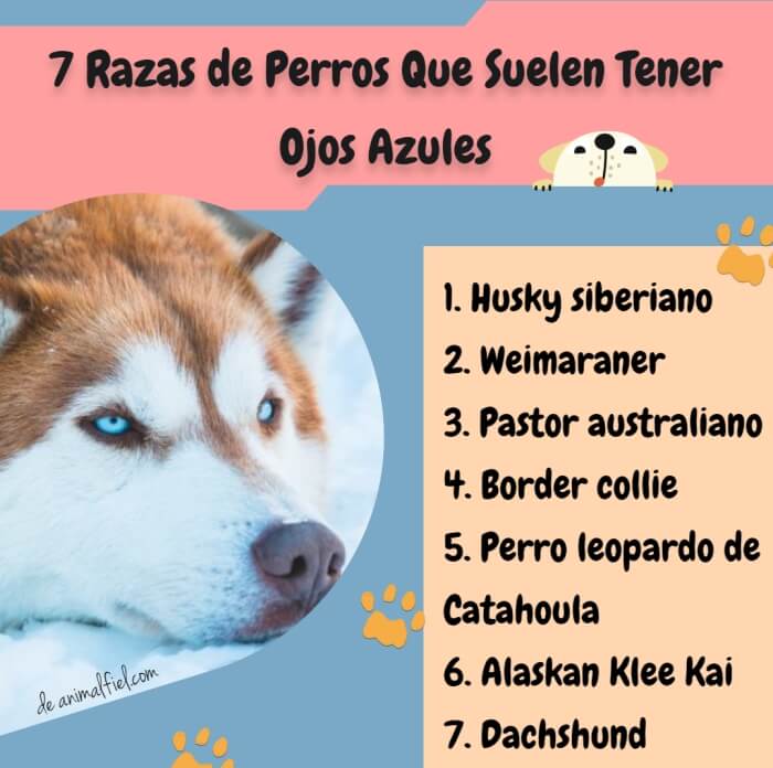 Nombres para perros con ojos azules 2