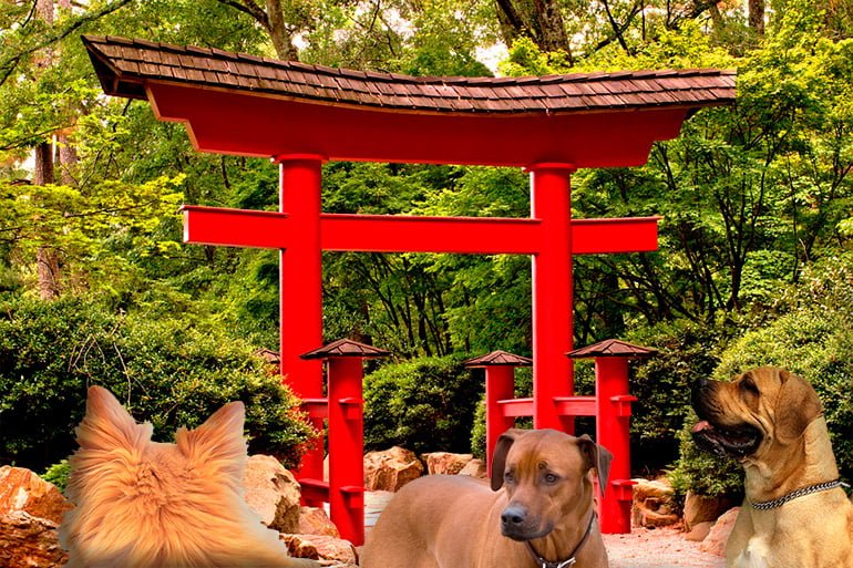 Nombres para perros de dragon ball 2