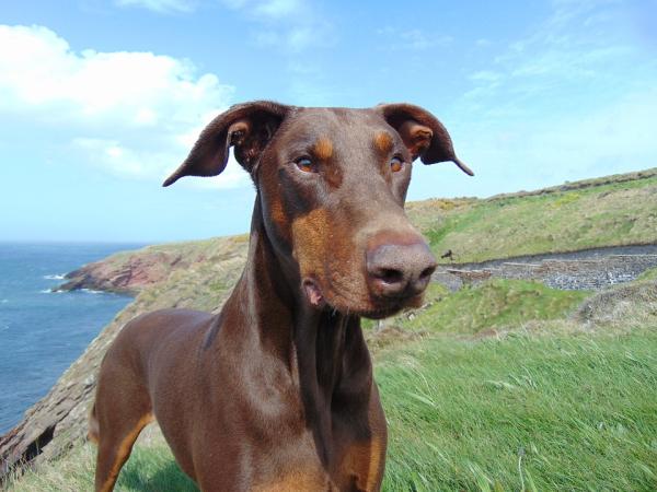 Nombres para perros de dioses egipcios 3