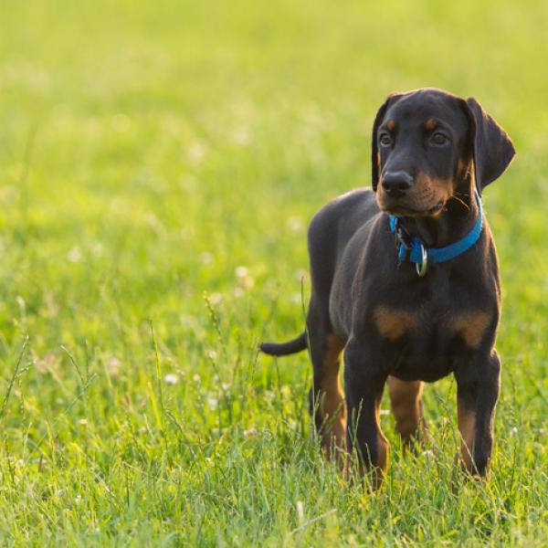 Nombres para perros doberman 1