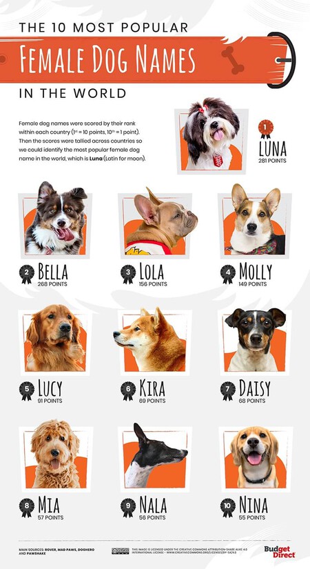 Nombres para perros en colombia 3