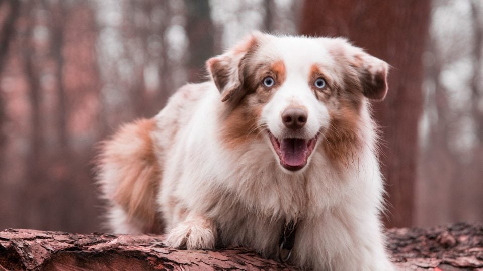 Nombres para perros en argentina 5