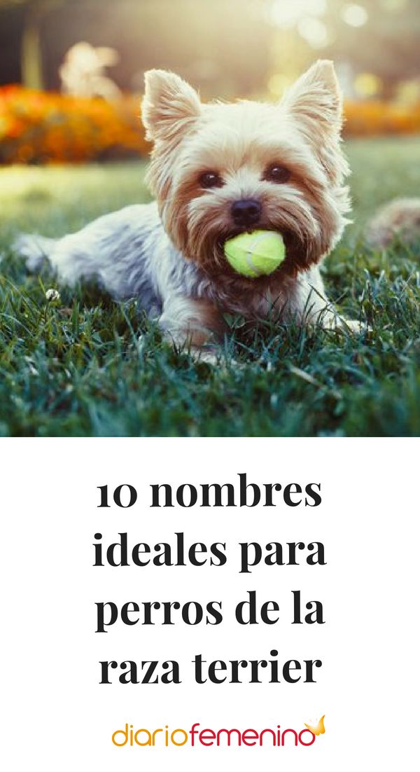Nombres para perros fox terrier chileno 1