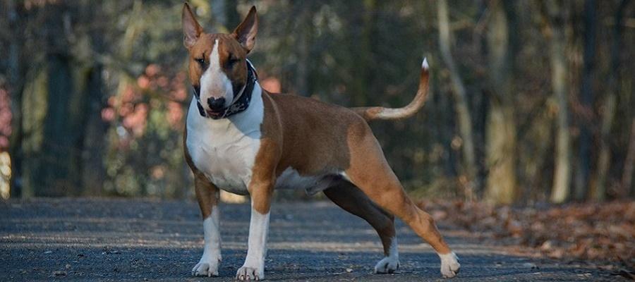 Nombres para perros fila brasileiro 6