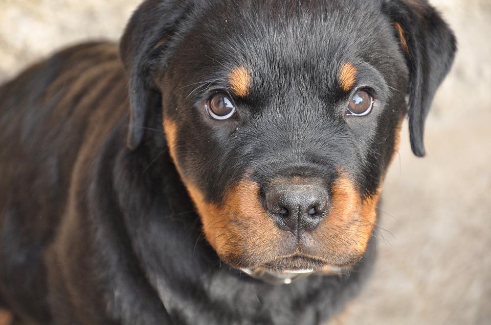 Nombres para perros grandes machos rottweiler 1
