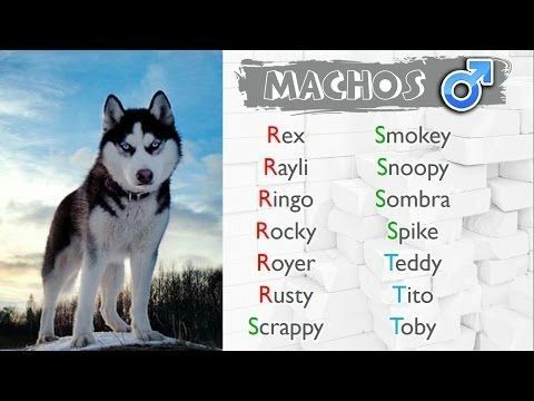 Nombres para perros husky malamute 2