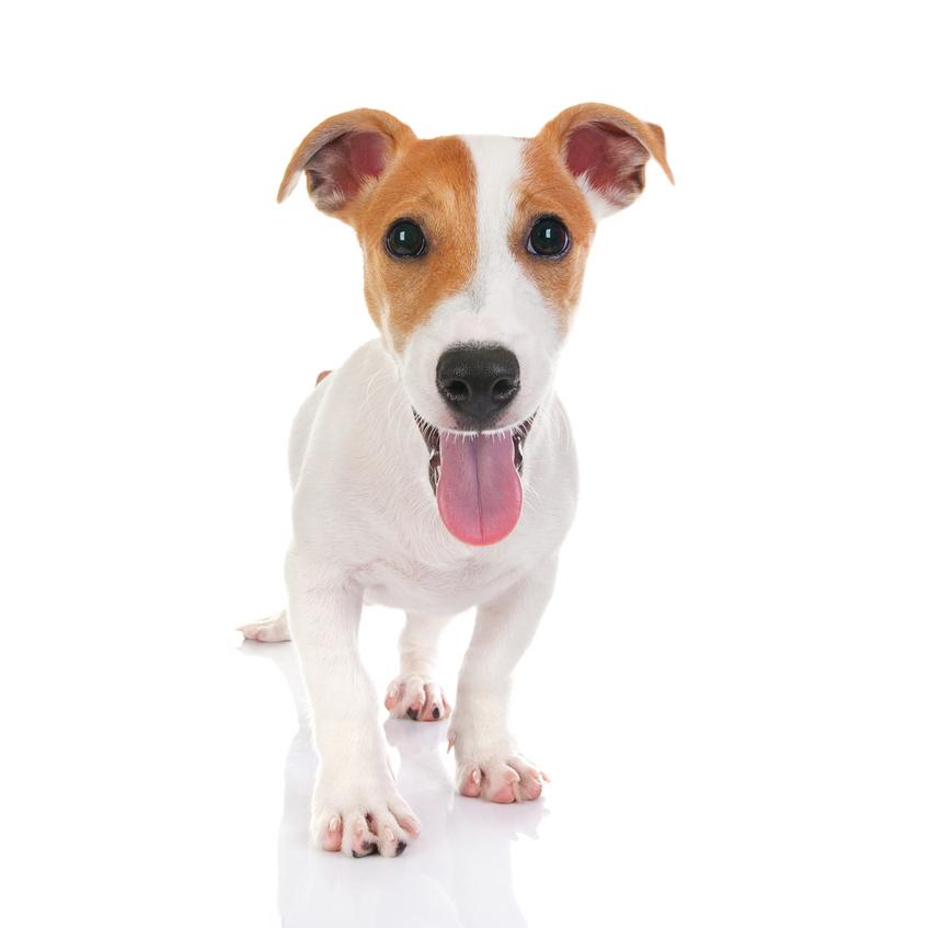 Nombres para perros hembras en italiano y su significado 5