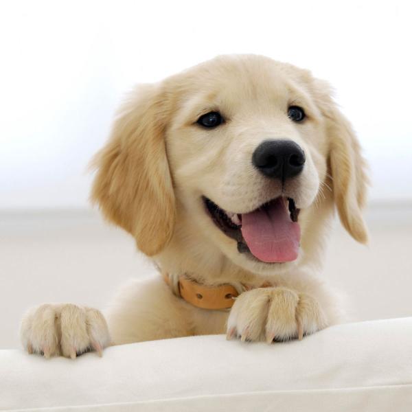 Nombres para perros labradores machos negros 1