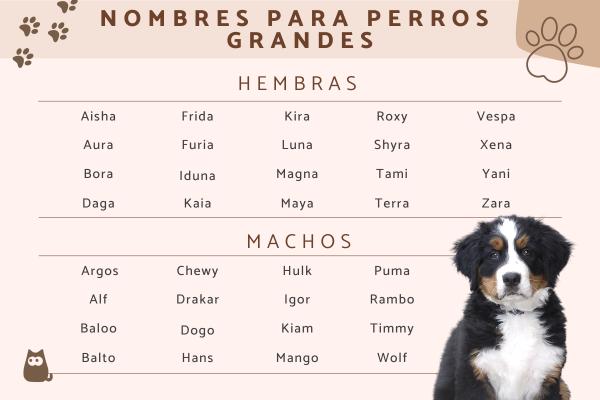 Nombres para perros dogo argentino 2