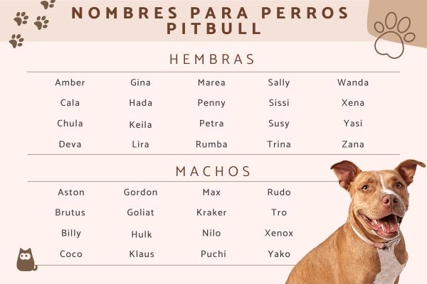 Nombres para perros pitbull cafes 2