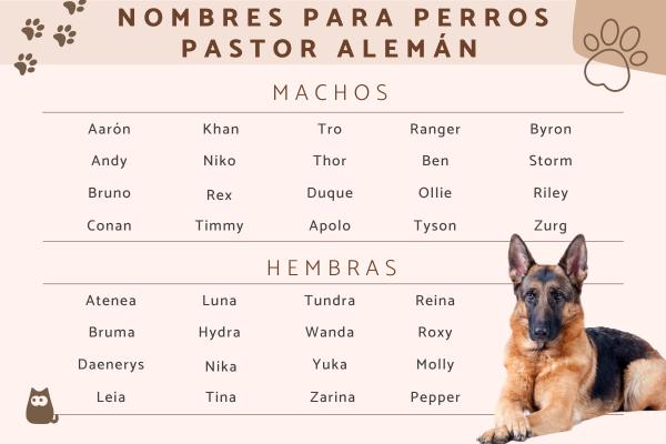 Nombres para perros policias machos 1