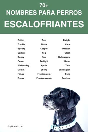 Nombres para perros que den miedo 2