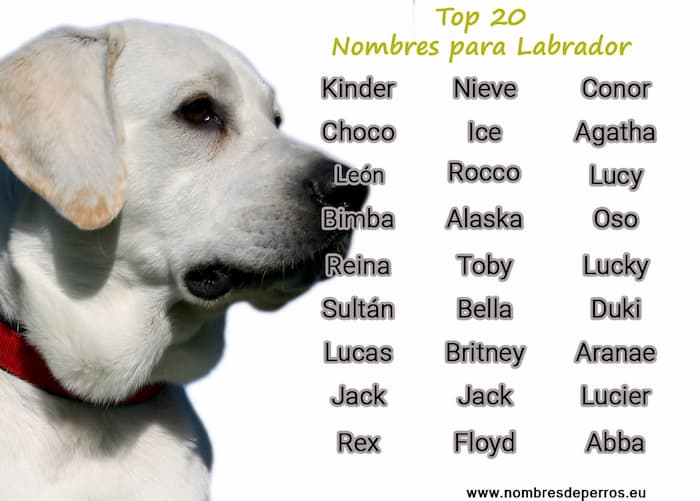 Nombres para perros raza labrador 1