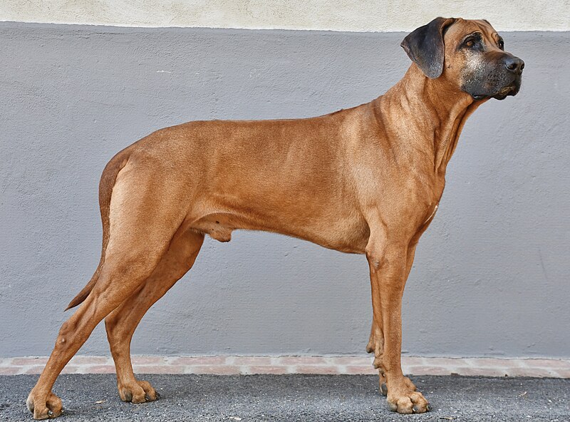 Nombres para perros relacionados con la naturaleza 4
