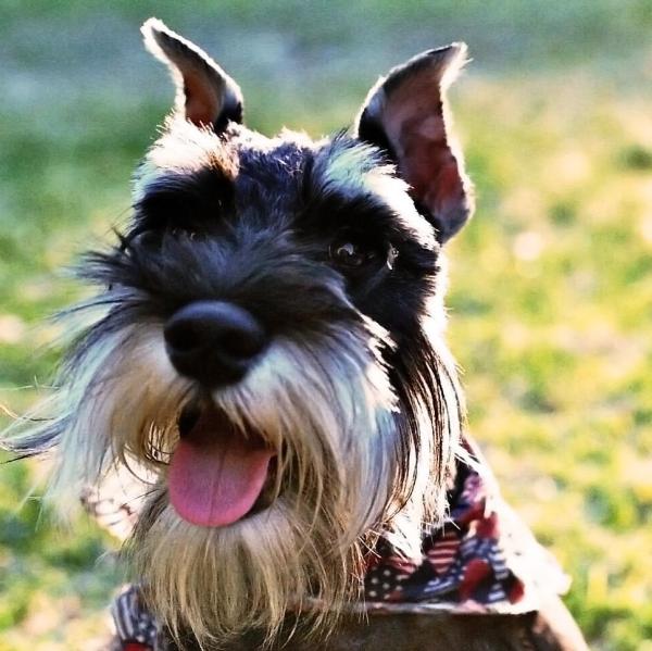 Nombres para perros schnauzer miniatura 2