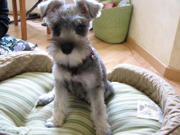 Nombres para perros schnauzer 1