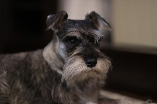 Nombres para perros schnauzer negro 1