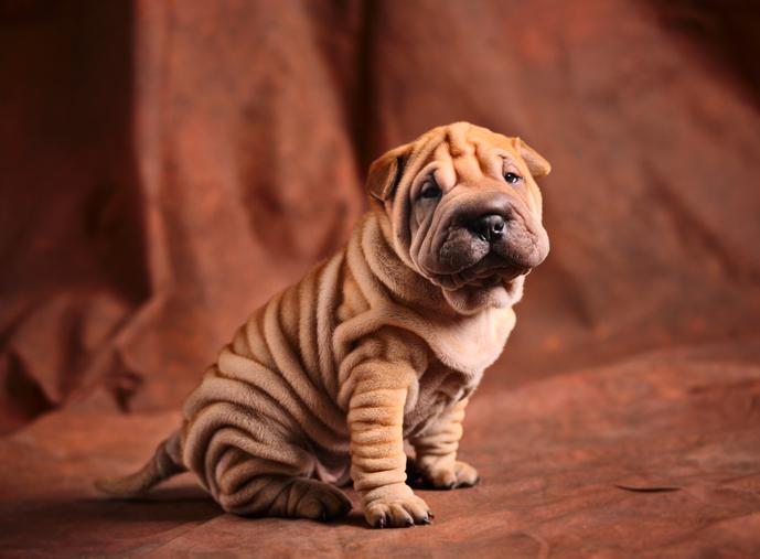 Nombres para perros sharpei 2