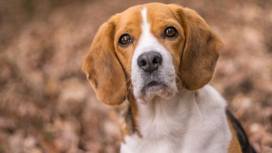 Nombres para perros siberianos hembras 6