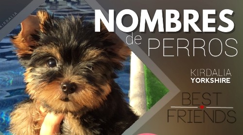 Nombres para perros yorsay 2