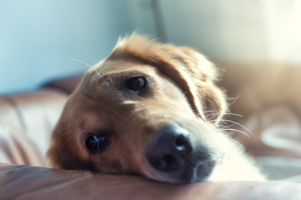 Nombres para refugios de perros 1