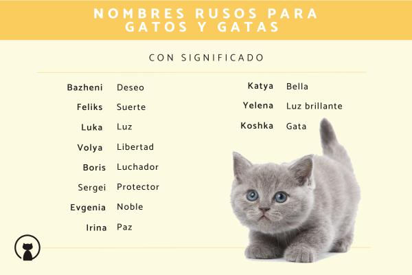 Nombres rusos para gatos 1