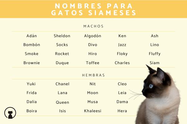 Nombres tailandeses para gatos 2