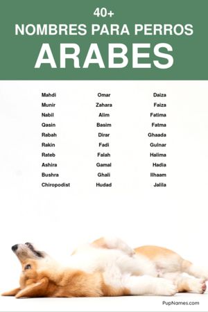 Nombres turcos para perros 1