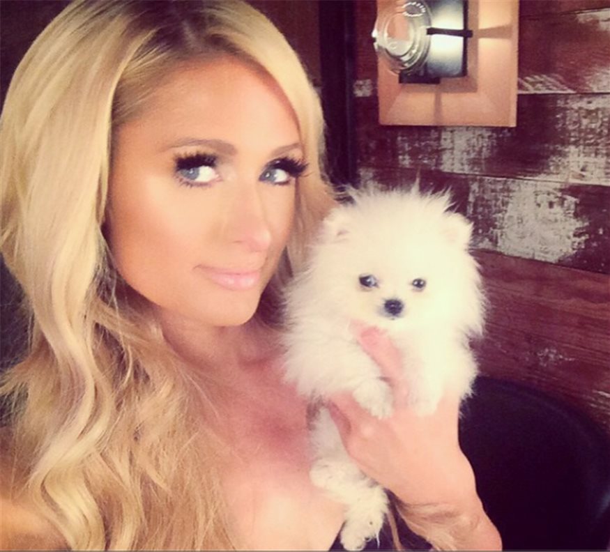 Perro de paris hilton nombre 1
