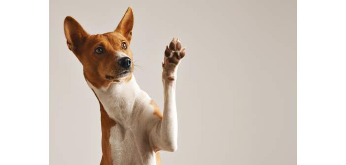 Actualidad noticias 50 toneladas de alimentos para perros y gatos a familias en riesgo de exclusion social 1