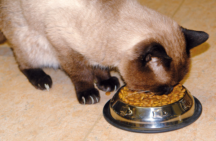 Articulos 6 factores alimentacion de perros y gatos 1