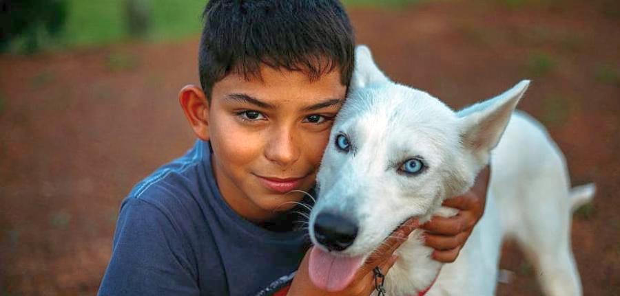 Actualidad beneficio de la presencia de perros en procesos judiciales 1