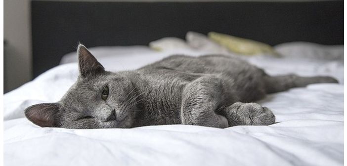 Actualidad cada dia hay mas gatos mascota en espana 1