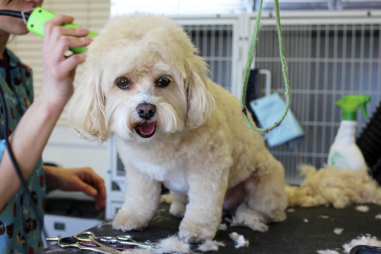 Articulos peluqueria canina agradable para todos 1