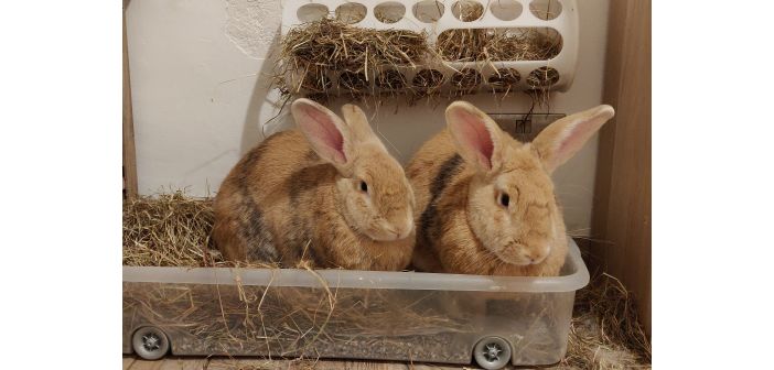 Articulos como orientar la eleccion de un conejo mascota 1