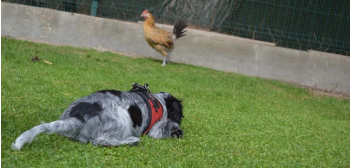 Articulos comprendemos a nuestros perros y gatos es la clave de la relacion 1