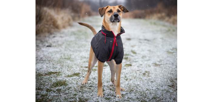 Articulos salud y bienestar consejos para proteger a las mascotas del frio 1