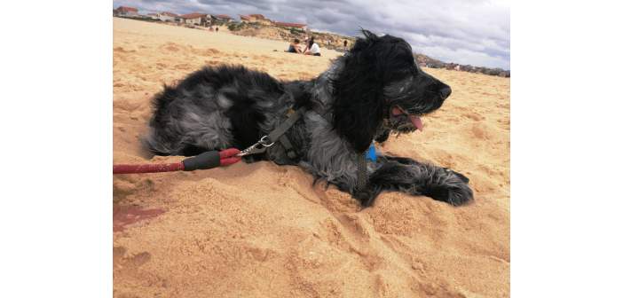Actualidad un verano con mi perro 2