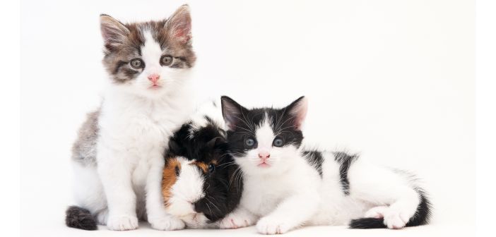 Actualidad asociaciones donde esta el termino correcto al hablar de animales de compania 1