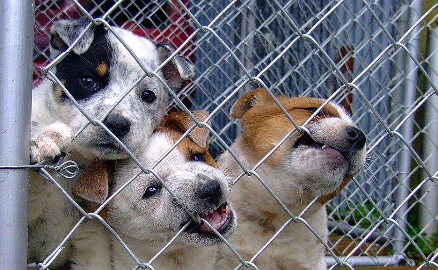 Actualidad abandono de mascotas causas principales 1