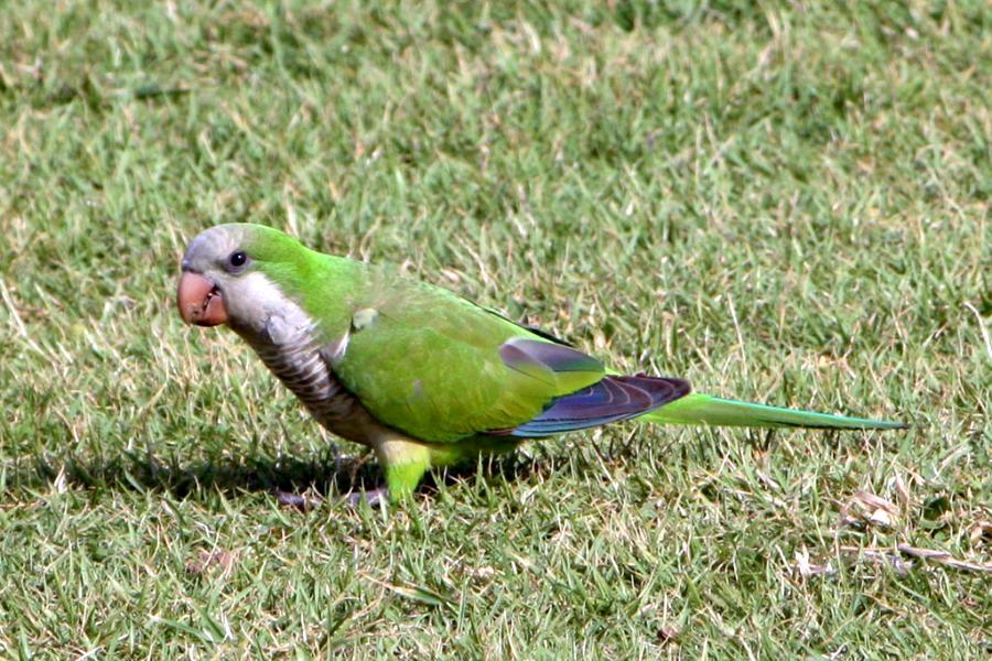 Actualidad especies exoticas y especies invasoras 1