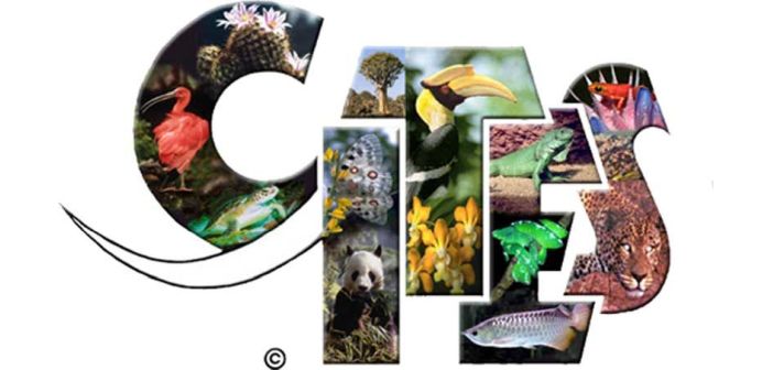 Actualidad legislacion fin del comercio ilegal de especies silvestres para 2025 1