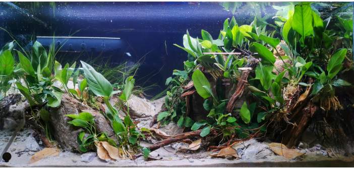 Acuariofilia iniciarse en el acuario de biotopo 1