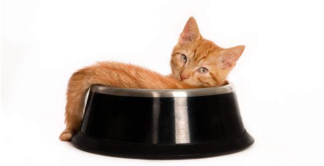 Articulos alimentacion 2 la alimentacion humeda para mascotas esta en auge 1