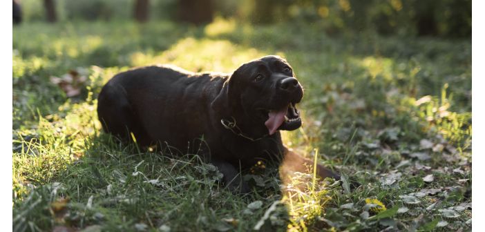 Actualidad la inteligencia artificial desvela el significado de los ladridos caninos 1
